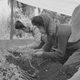 Farmers in San Leandro, CA, transplanting young tomato plants under canvas about 10 days prior to evacuation of residents of Japanese ancestry.